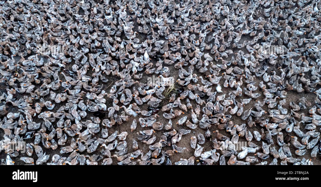 Élever des canards pour les œufs par la méthode de courir dans le champ — free download
