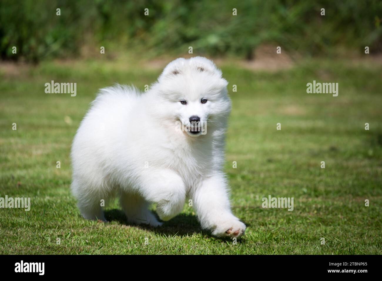 Chiot chien Samoyed Banque D'Images