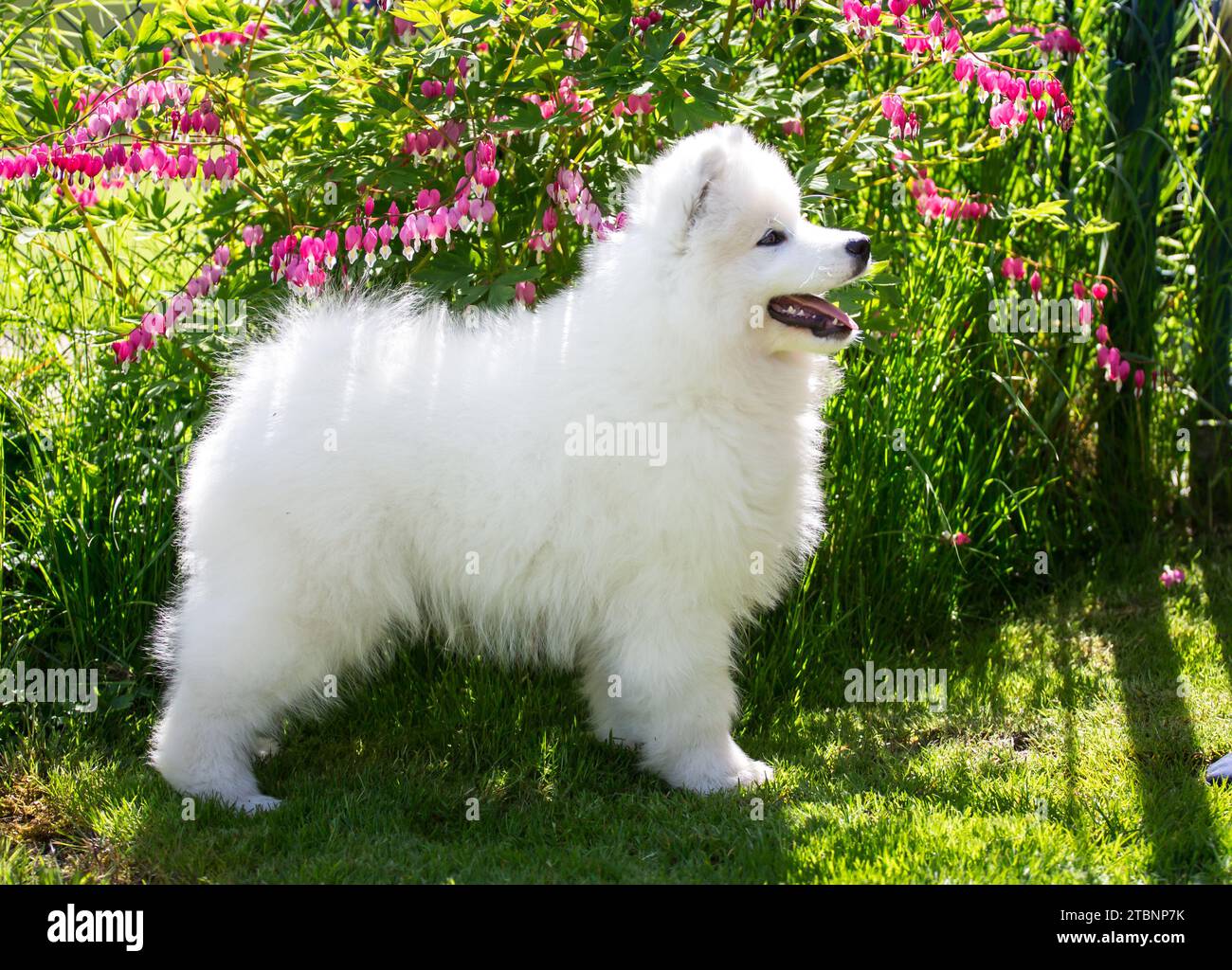 Chiot chien Samoyed Banque D'Images