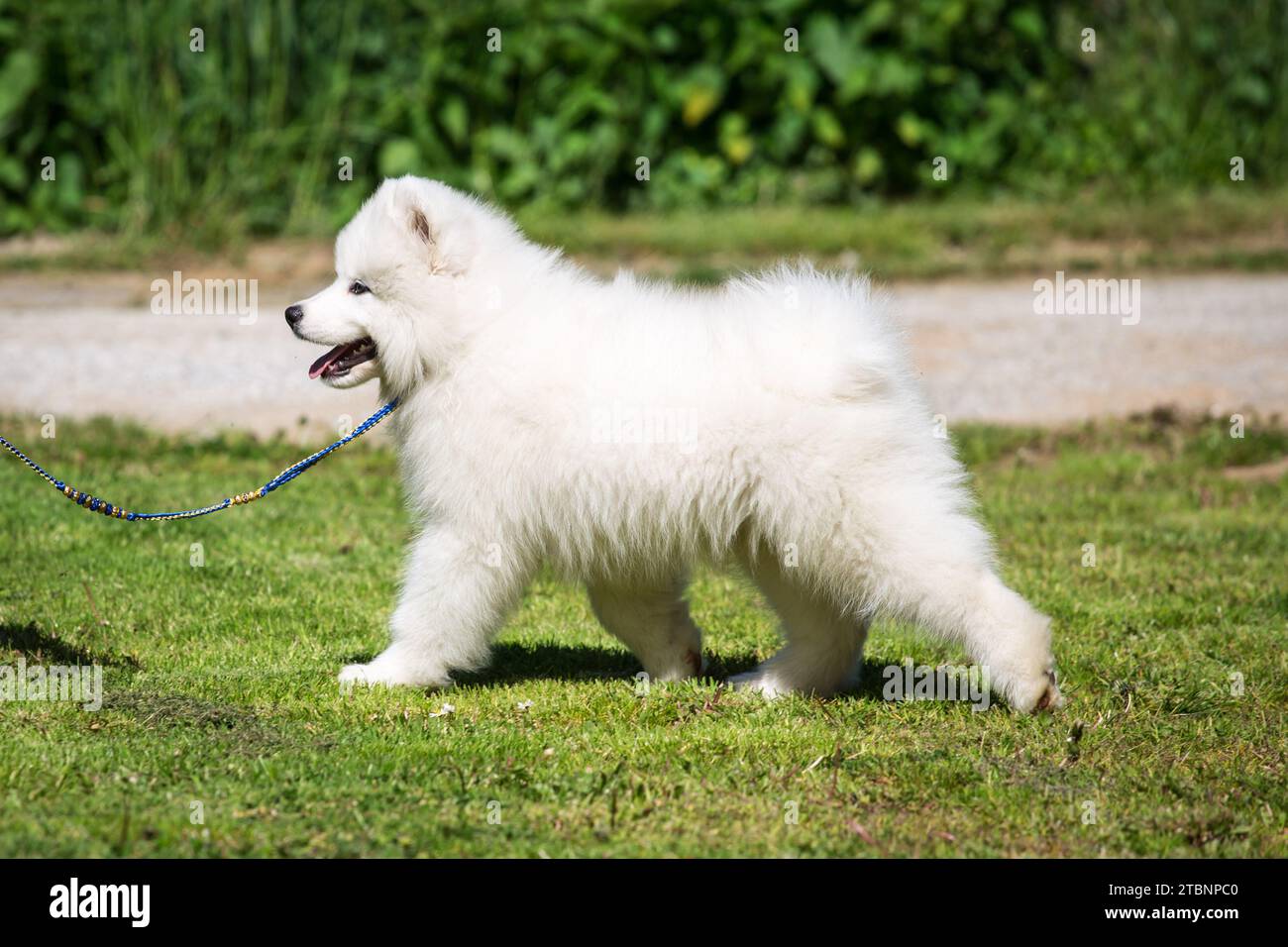 Montrez le dressage de chien pour un chiot chien Samoyed Banque D'Images