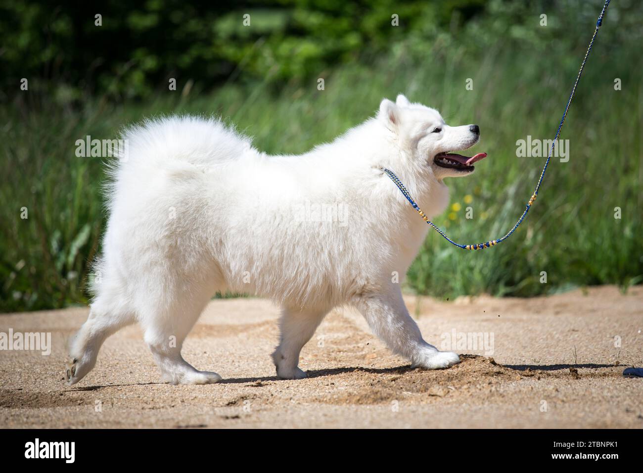 Montrez le dressage de chien pour un chien Samoyed Banque D'Images