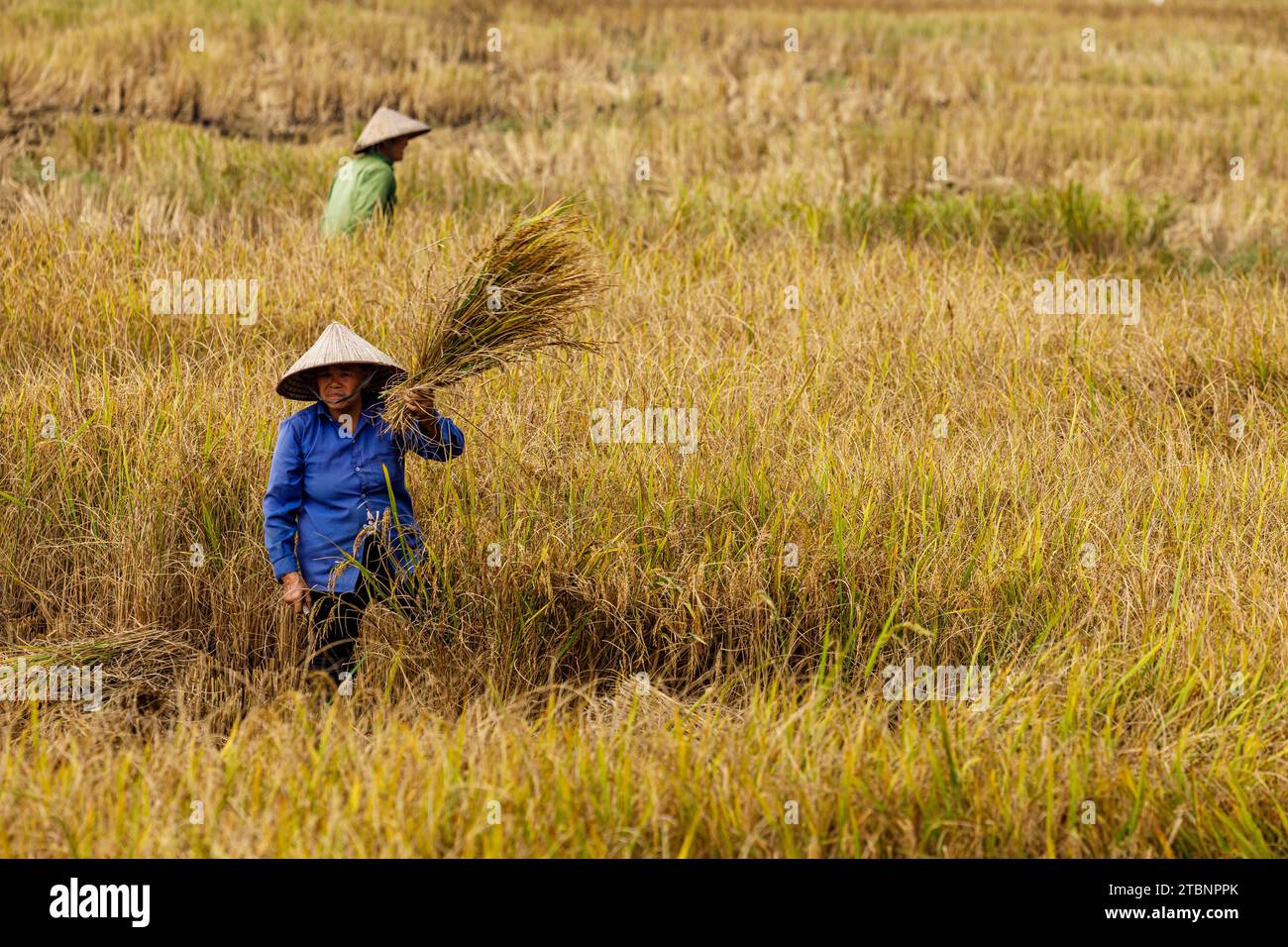 La récolte de riz dans la vallée de bac son au Vietnam Banque D'Images