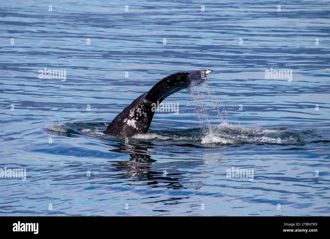 Baleine grise plongée avec Fluke de queue Banque D'Images