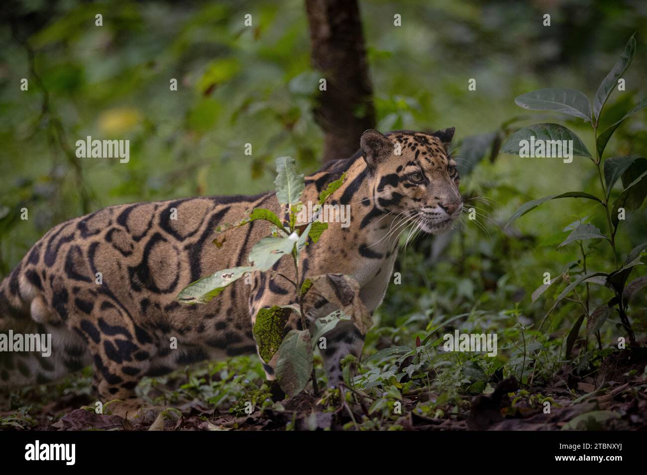 Léopard nuageux indien (Neofelis nebulosa) Banque D'Images