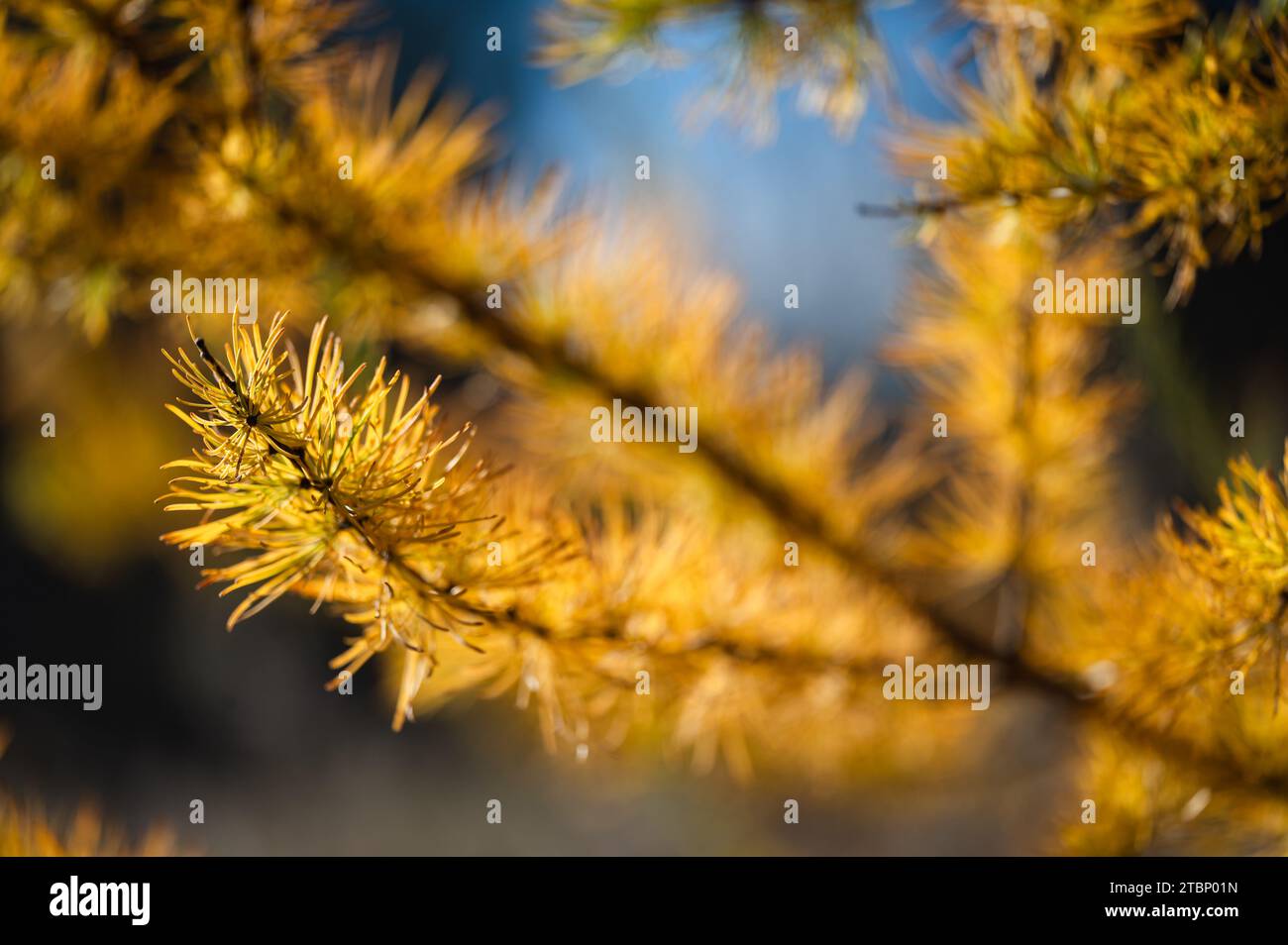 Gros plan des aiguilles jaunes sur le mélèze en automne contre le ciel bleu. Banque D'Images
