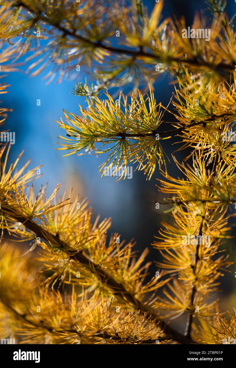 Gros plan des branches jaunes sur l'arbre de mélèze en automne contre le ciel bleu. Banque D'Images