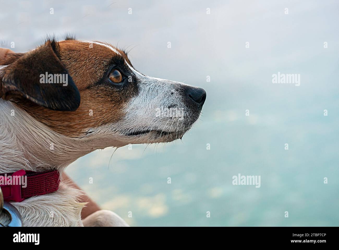 Museau surpris d'un Jack Russell Terrier sur fond de mer calme. voyager avec un animal de compagnie Banque D'Images