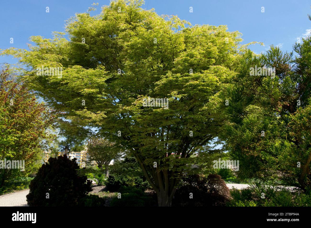 Japonais Zelkova, arbre, Zelkova serrata 'Variegata' dans jardin, printemps, orme gris-écorce japonais Banque D'Images