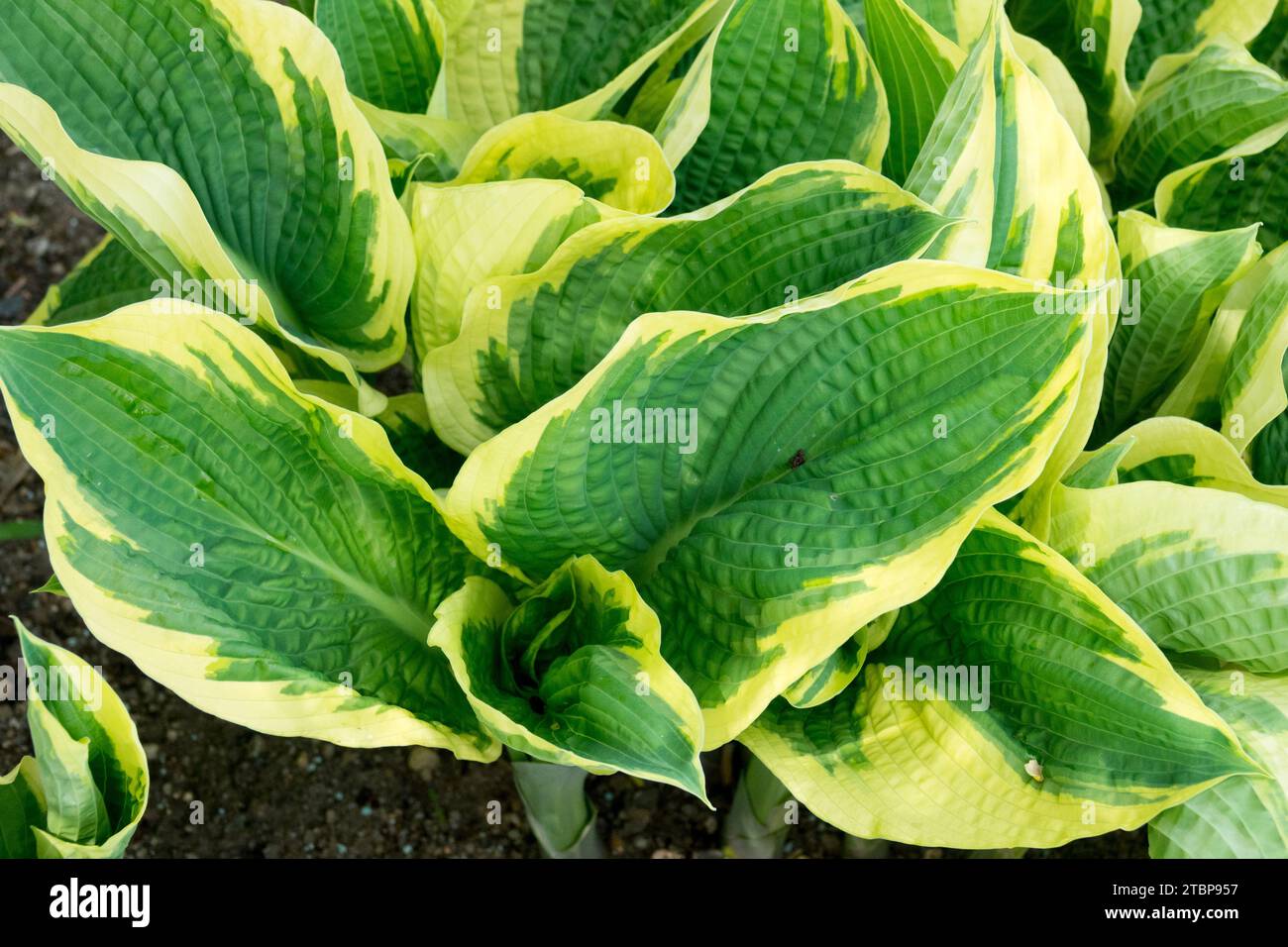 Plantain Lily, jardin, Hosta 'American Halo', feuillage, Hostas, feuilles, printemps, Funkia, plante Banque D'Images