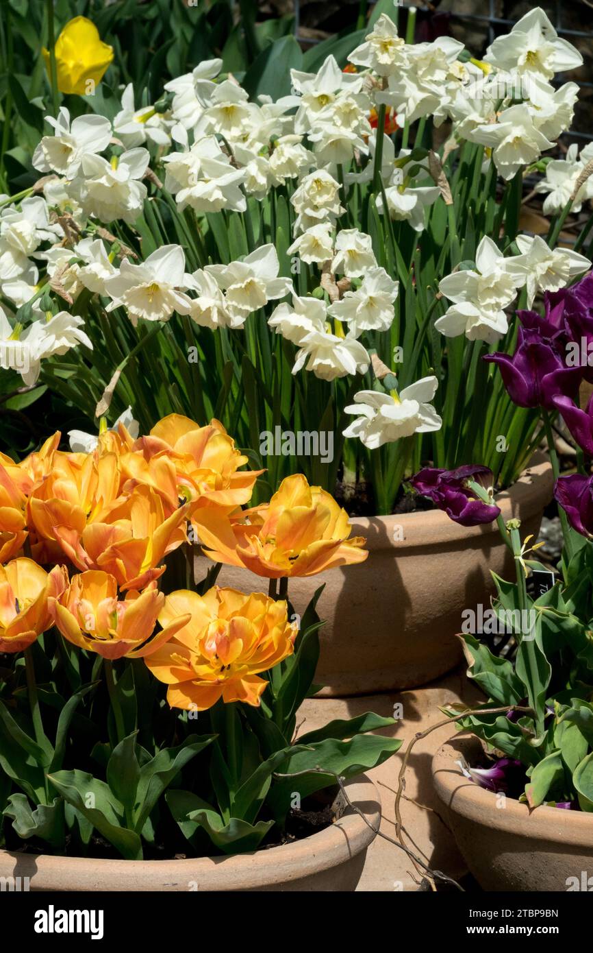 Tulipes oranges, blanc, jonquilles en pots, printemps, floraison, plantes, jardin, saison, fleurs Banque D'Images