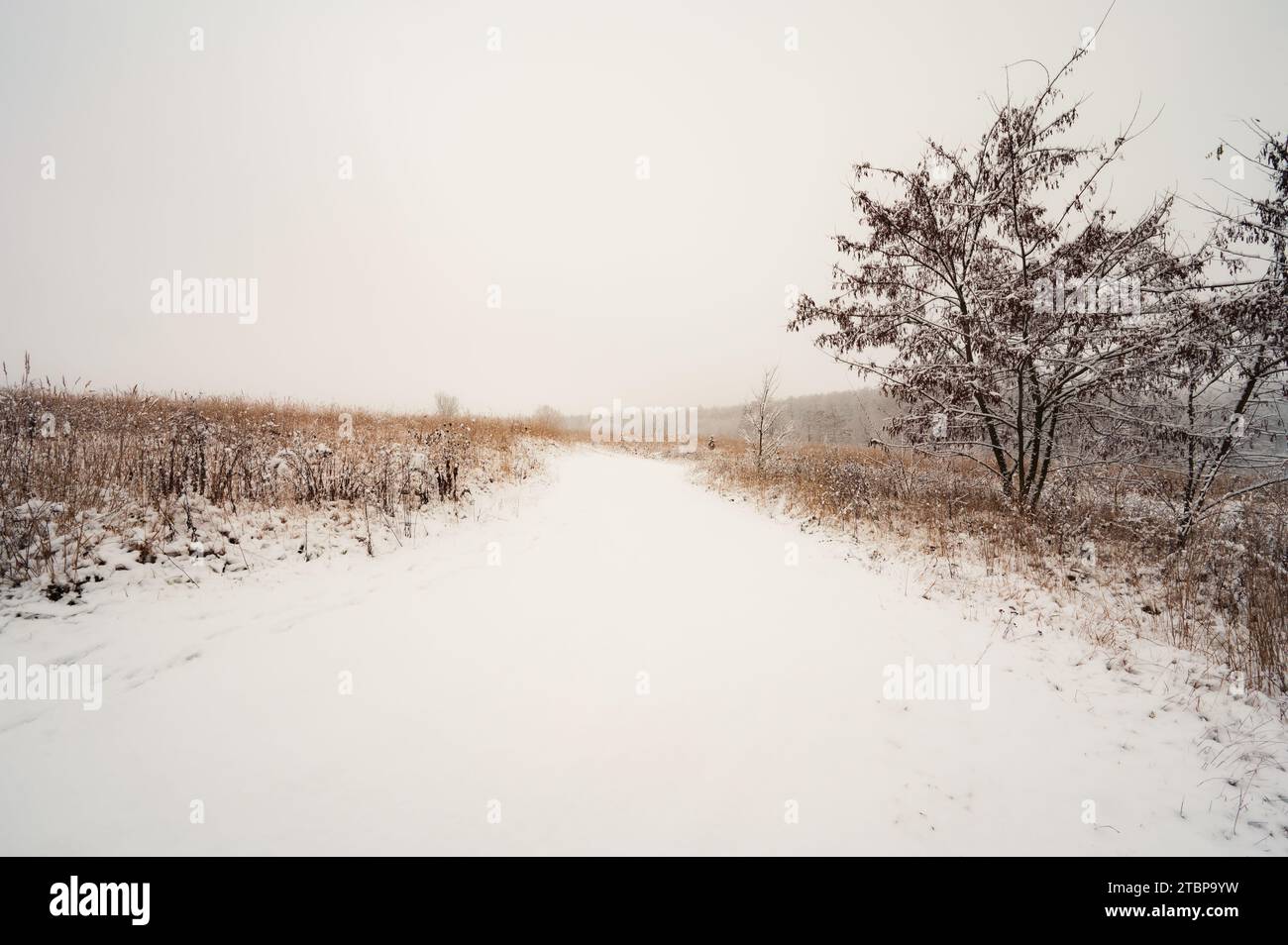 Route d'hiver de neige dans le champ avec de l'herbe sèche brune et quelques arbres. Personne ne paysage Banque D'Images