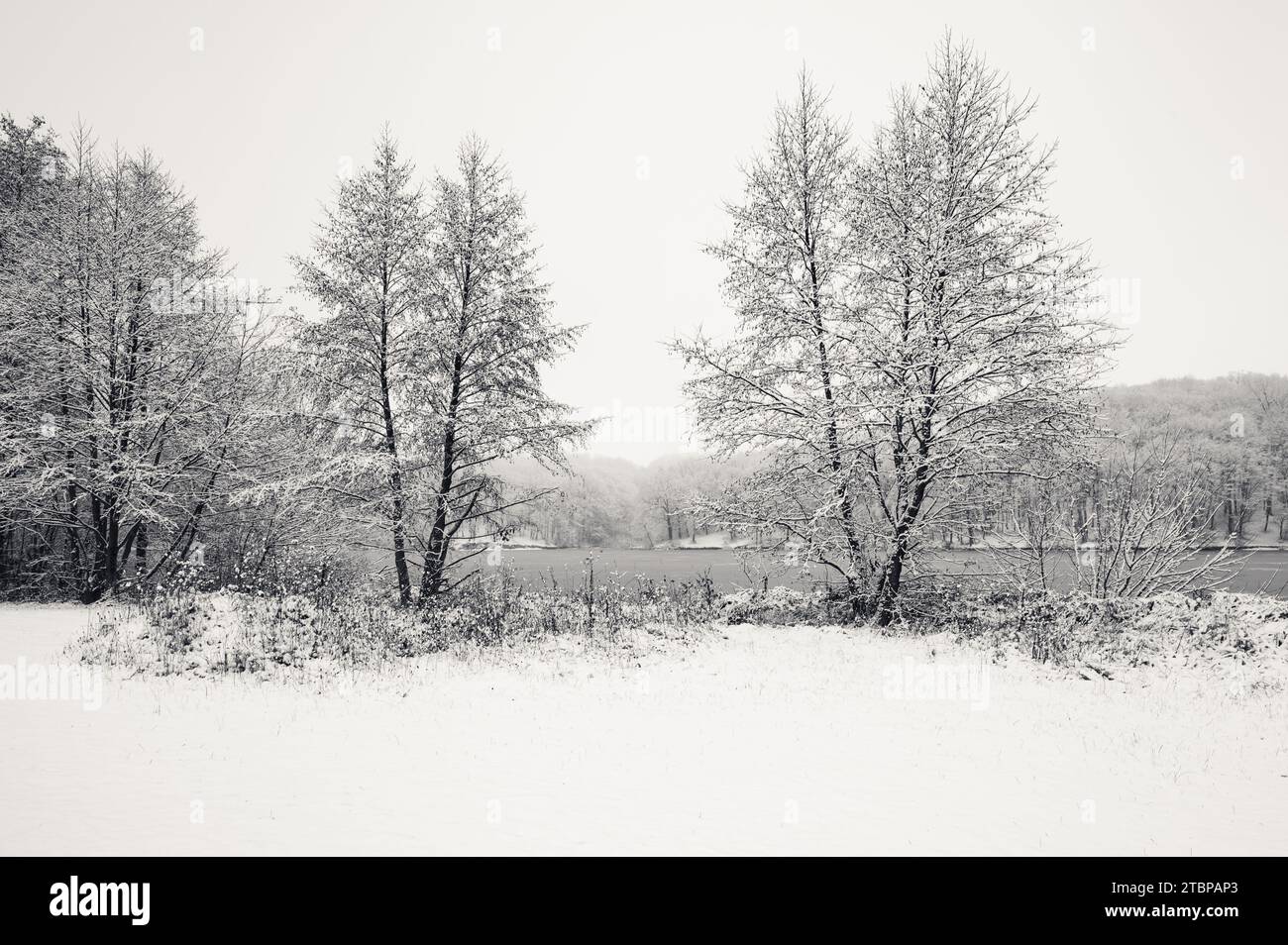 Paysage d'hiver noir et blanc avec des arbres à l'avant et lac gelé ou rivière de glace sur le fond. Magnifique et pittoresque Banque D'Images