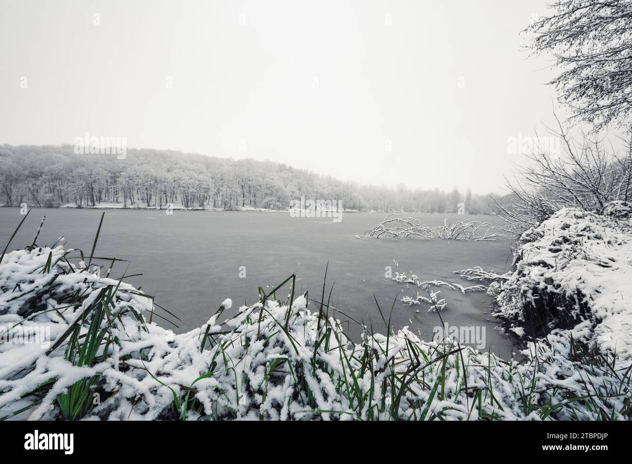 Herbe verte sur neige et brumeuse rive hivernale de forêt rivière ou lac couvert de glace. Paysage Banque D'Images