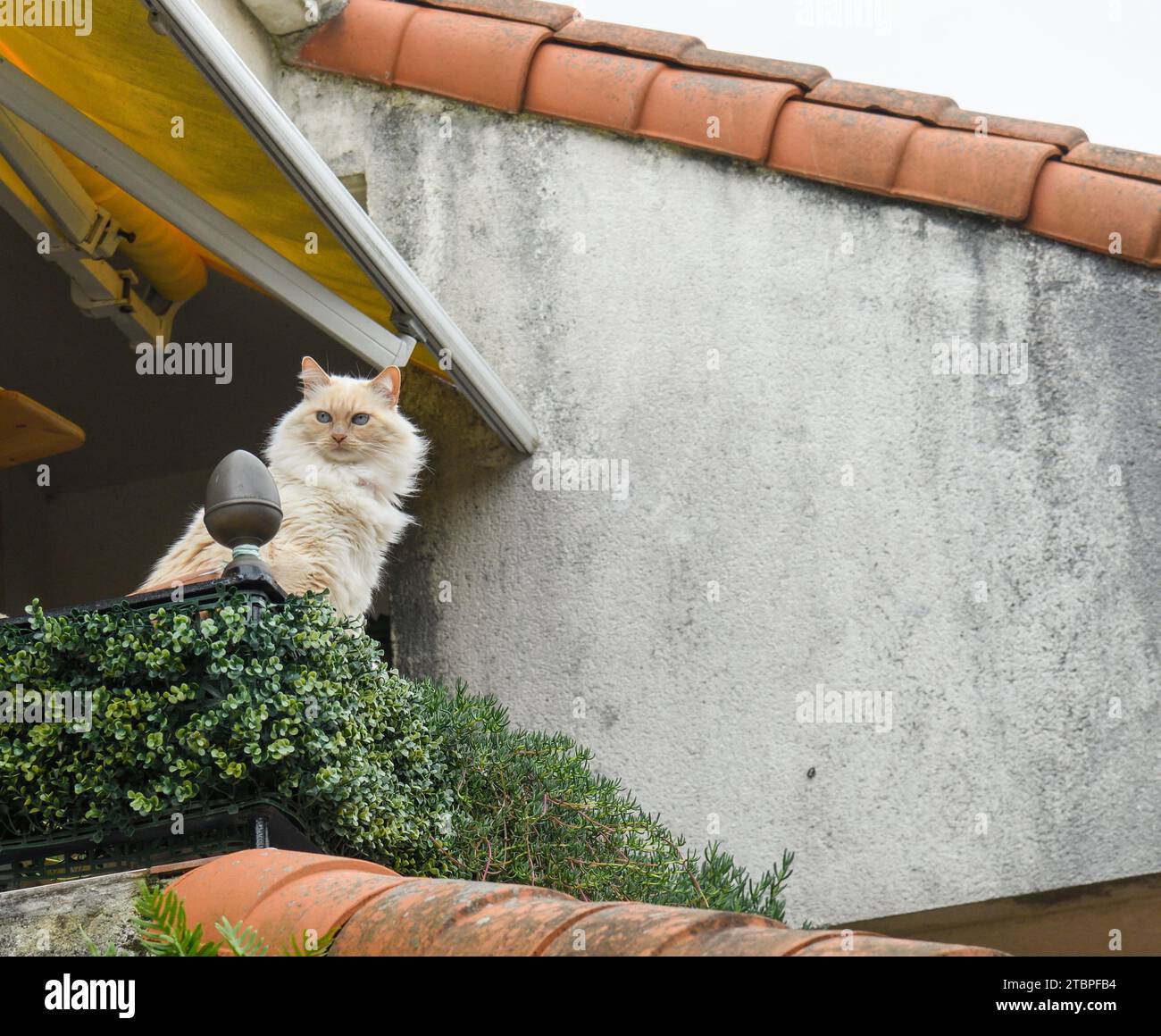 Chat blanc avec des yeux bleus sur le dessus d'un balcon Banque D'Images