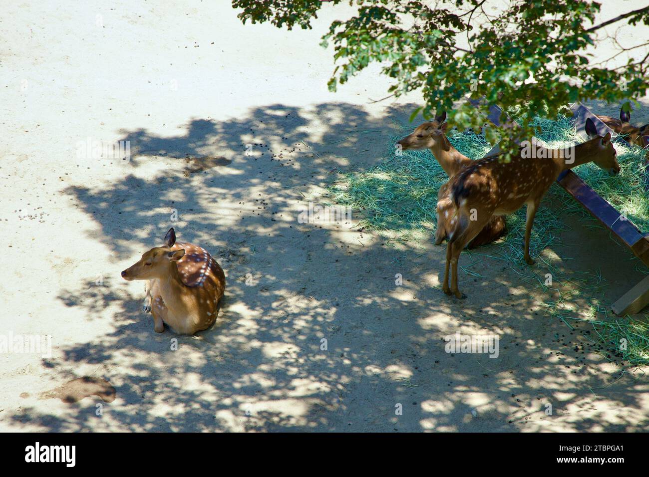 Le Seoul Forest Walk Observatory, un chemin de découverte et de sérénité, serpente au-dessus des cerfs de sika, des étangs marécageux, et monte à Windy Hill, le plus haut poi Banque D'Images