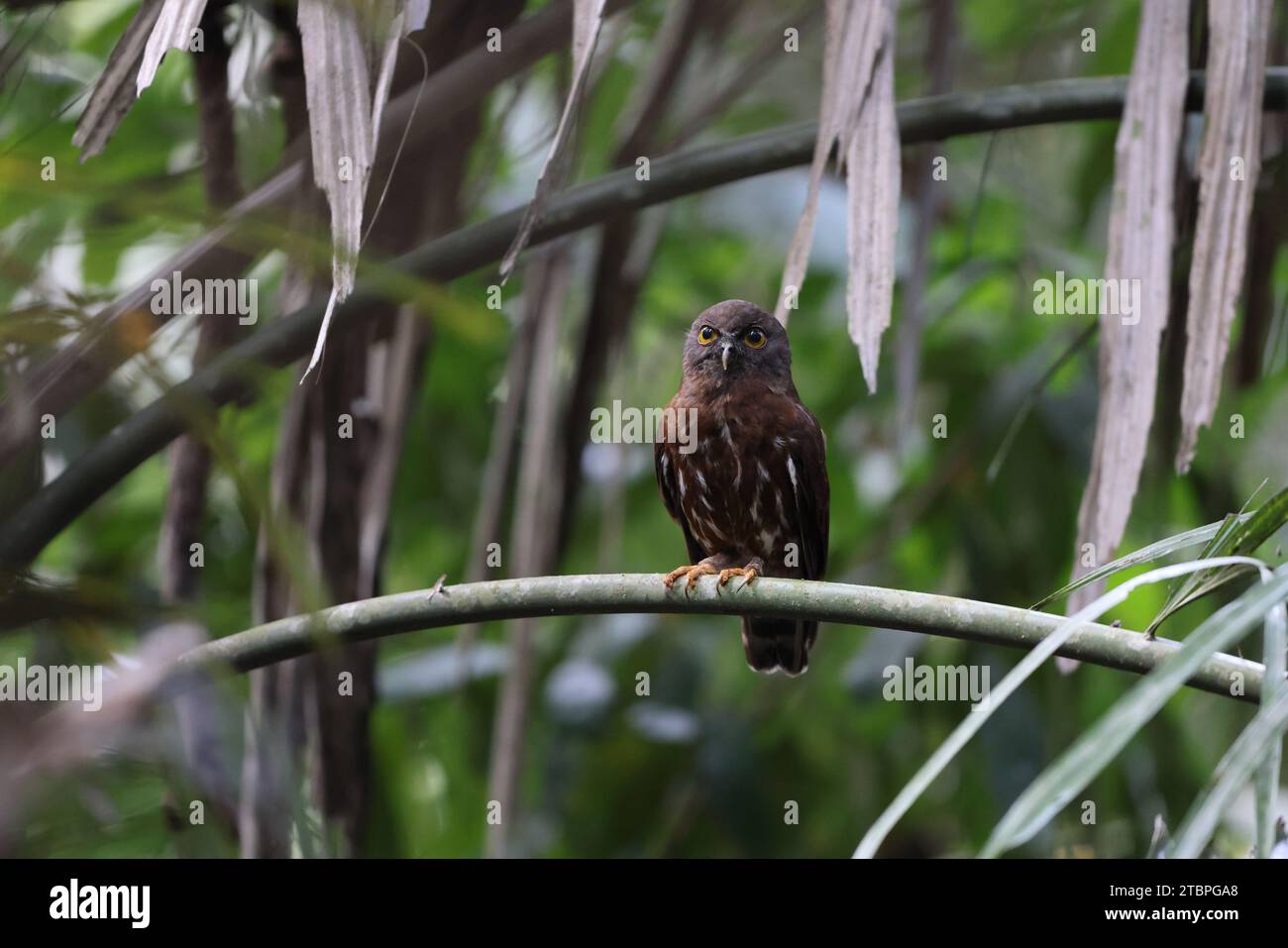 Le boobook brun (Ninox scutulata), également connu sous le nom de Hawk-hibou brun. Cette photo a été prise sur l'île de Java, Indonésie (Ninox scutulata javanensis ). Banque D'Images