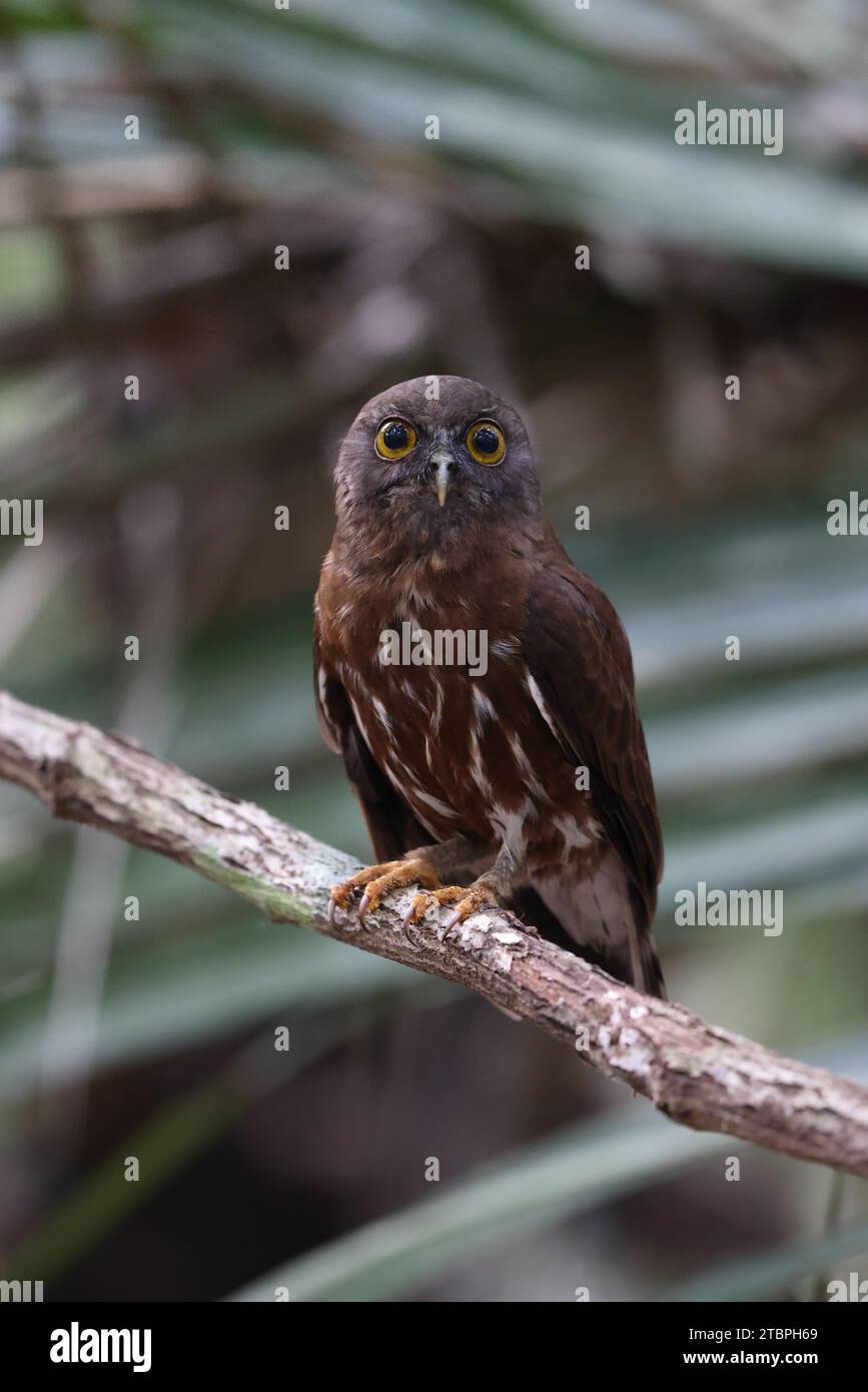 Le boobook brun (Ninox scutulata), également connu sous le nom de Hawk-hibou brun. Cette photo a été prise sur l'île de Java, Indonésie (Ninox scutulata javanensis ). Banque D'Images