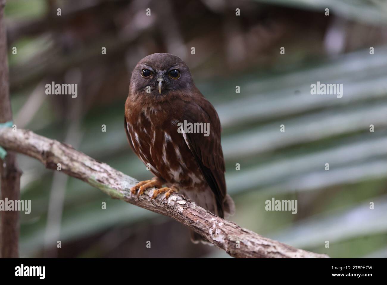 Le boobook brun (Ninox scutulata), également connu sous le nom de Hawk-hibou brun. Cette photo a été prise sur l'île de Java, Indonésie (Ninox scutulata javanensis ). Banque D'Images