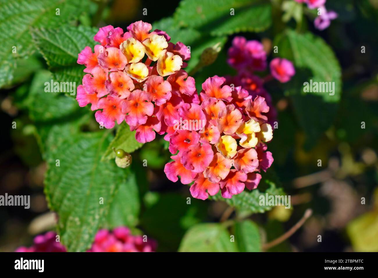 Fleurs de sauge sauvage (Lantana camara) sur le jardin tropical à Teresopolis, Rio de Janeiro, Brésil Banque D'Images