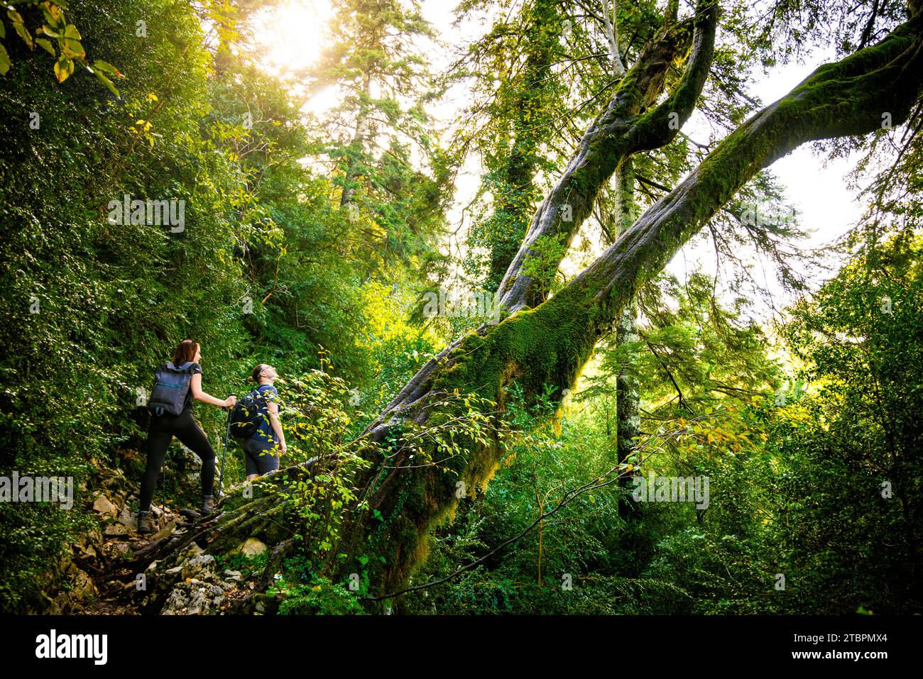Randonneurs sur un chemin ensoleillé à travers une forêt Mossy dans le sud de l'Albanie Banque D'Images