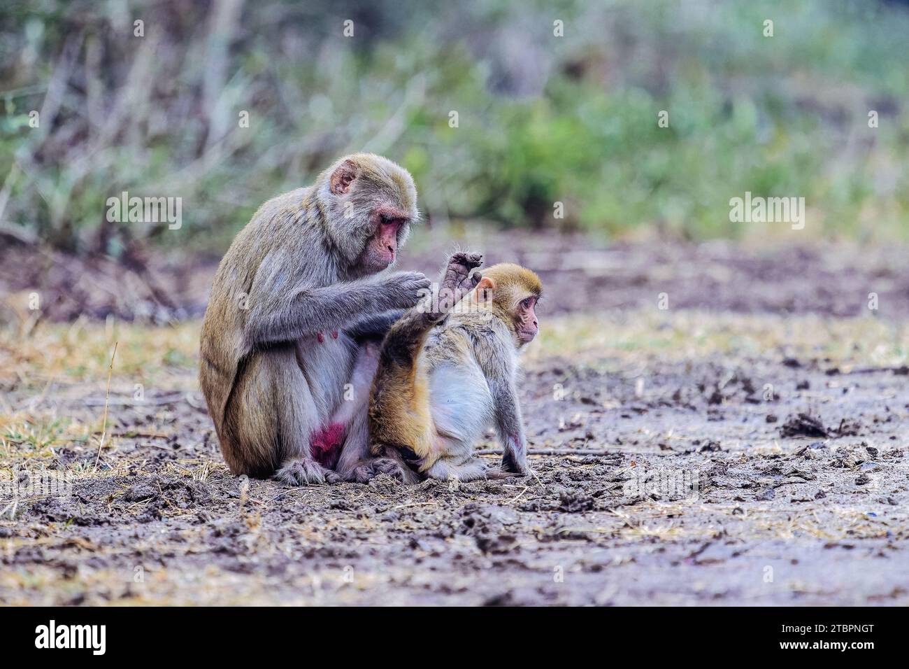 Trois primates jouant dans un pré ouvert, l'un d'eux berçant un bébé Banque D'Images