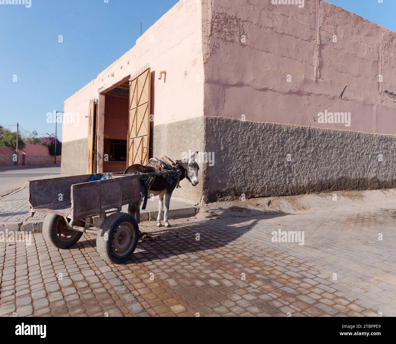 Âne et charrette devant un bâtiment dans la médina de Marrakech aka Marrakech, Maroc, 08 décembre 2023 Banque D'Images