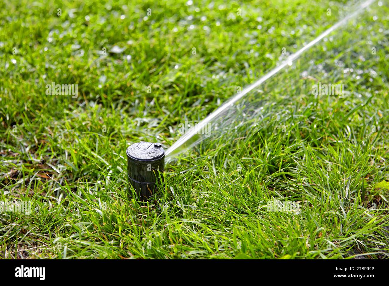 Arrosage automatique sur une pelouse d'herbe verte dans le jardin Banque D'Images