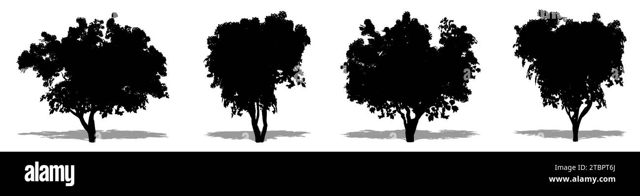 Ensemble ou collection d'arbres Bougainvilliers comme une silhouette noire sur fond blanc. Concept ou illustration conceptuelle 3D pour la nature, la planète, l'écologie Banque D'Images