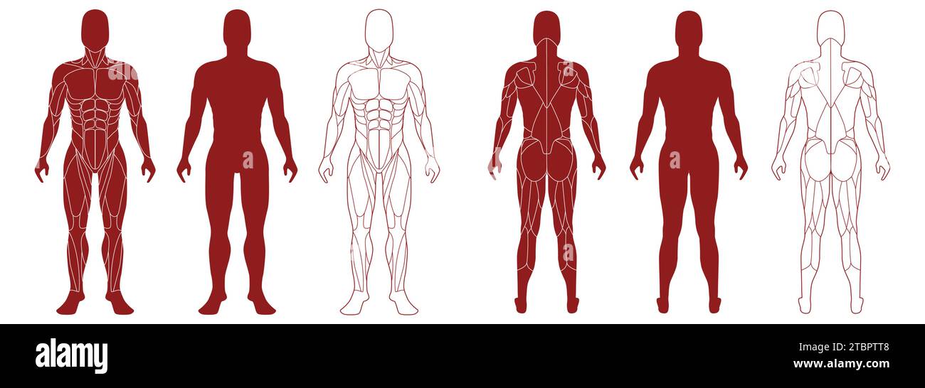 Figure masculine avec les muscles anatomiques avant et bak View Set. Illustration de Vecteur