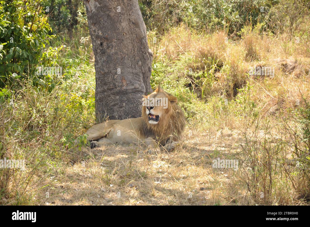 Majestueux lion repose librement sur fond de vaste savane africaine à l'heure dorée d'un matin serein. Banque D'Images