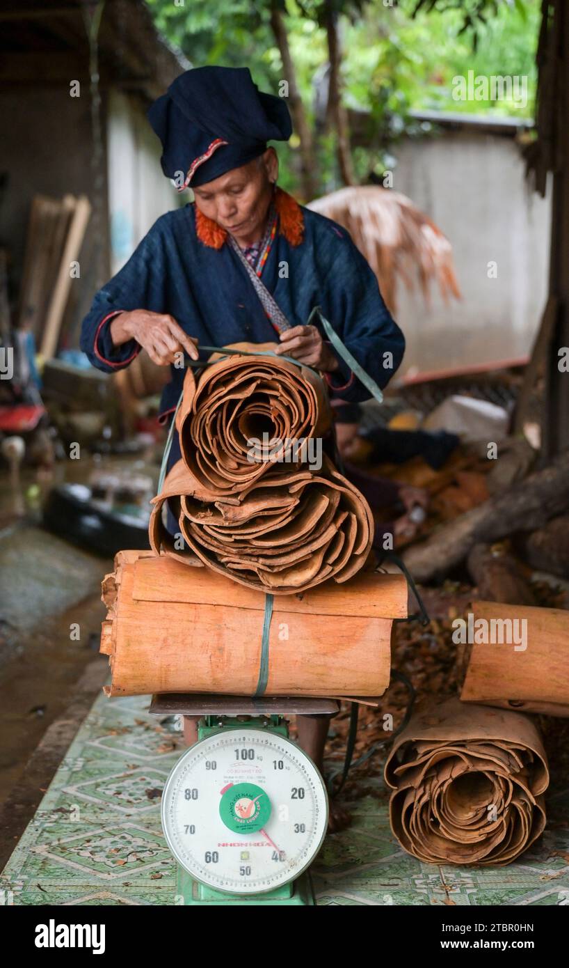 VIETNAM, province de yen Bai, village de Dao Nam Lanh, culture d'épices de cannelle, l'écorce de l'arbre de cinnmon est utilisé pour les épices, traitement de l'écorce de cannelle / Zimtanbau, die Rindes des Zimtbaums wird für Zimtgewürz verwendet, Dao Frauen BEI Verarbeitung von Zimtrinde Banque D'Images