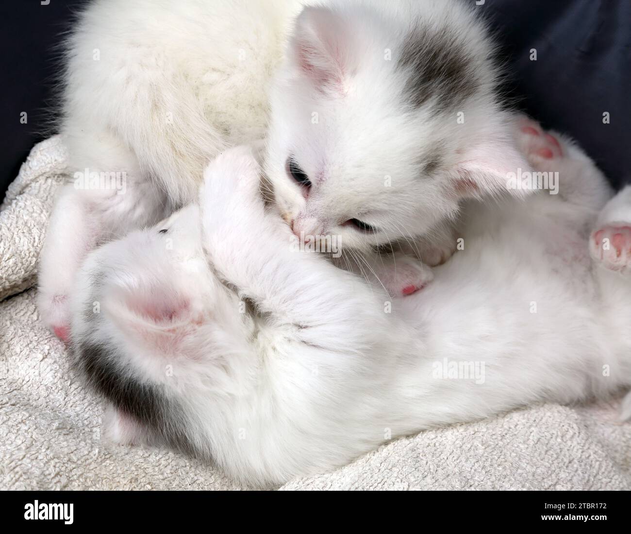 Un mois Old Turkish Angora Cross Kittens jouant dans Cat Bed Surrey Angleterre Banque D'Images