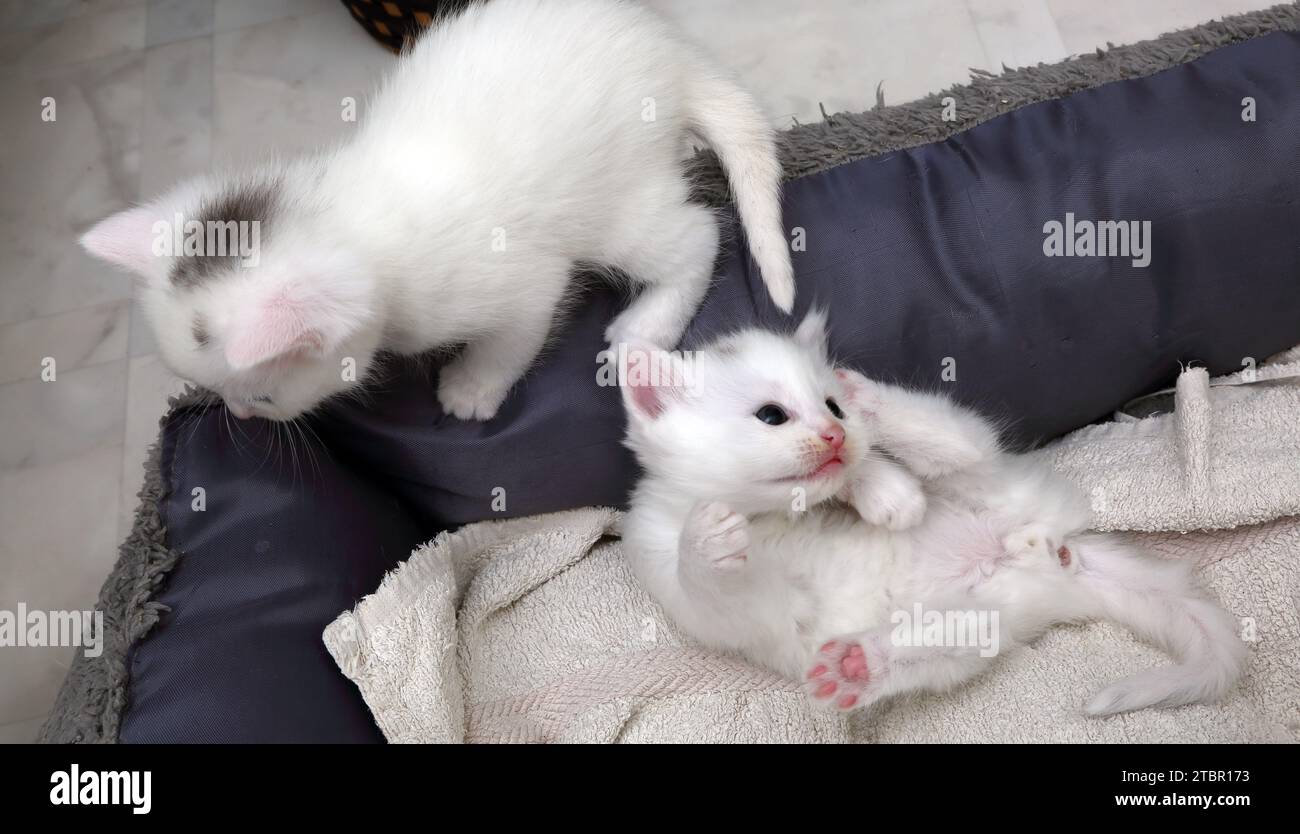 Deux un mois Old Turkish Angora Cross Kittens jouant dans Cat bed Surrey Angleterre Banque D'Images