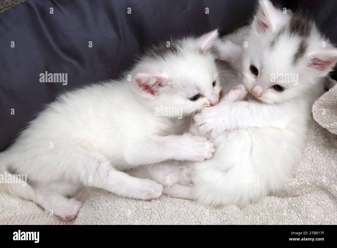 Un mois Old Turkish Angora Cross Kittens jouant dans Cat Bed Surrey Angleterre Banque D'Images