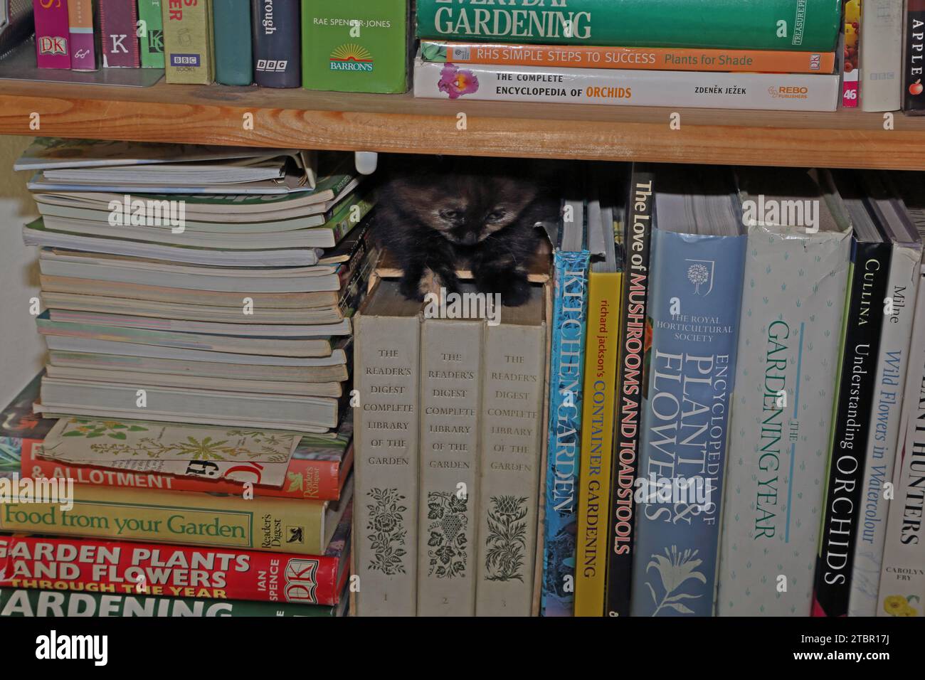 Sept semaines Turque Angora Cross Tortoiseshell Kitten caché parmi les livres sur l'étagère Surrey Angleterre Banque D'Images