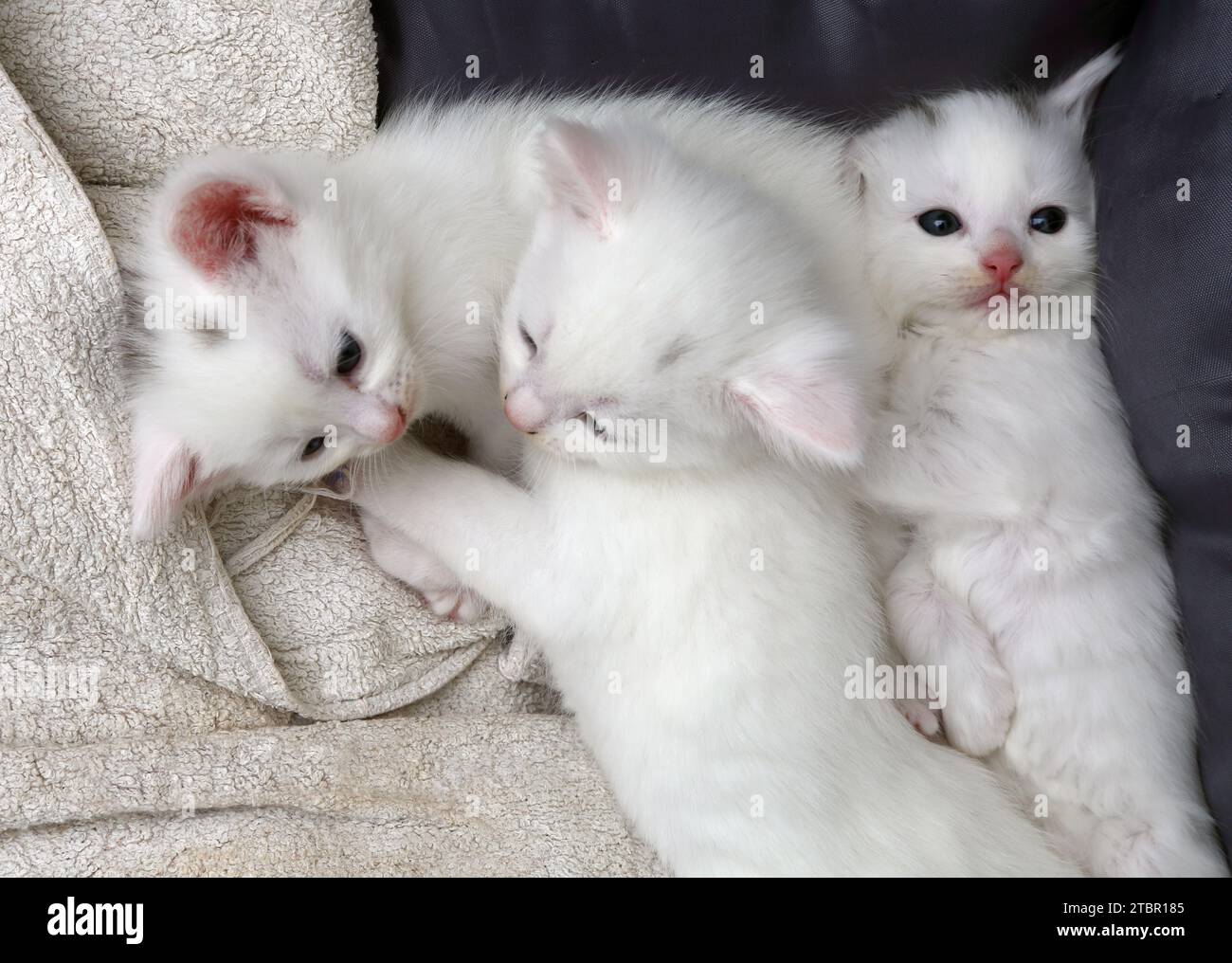 Un mois Old Turkish Angora Cross Kittens pondant dans Cat Bed Surrey Angleterre Banque D'Images