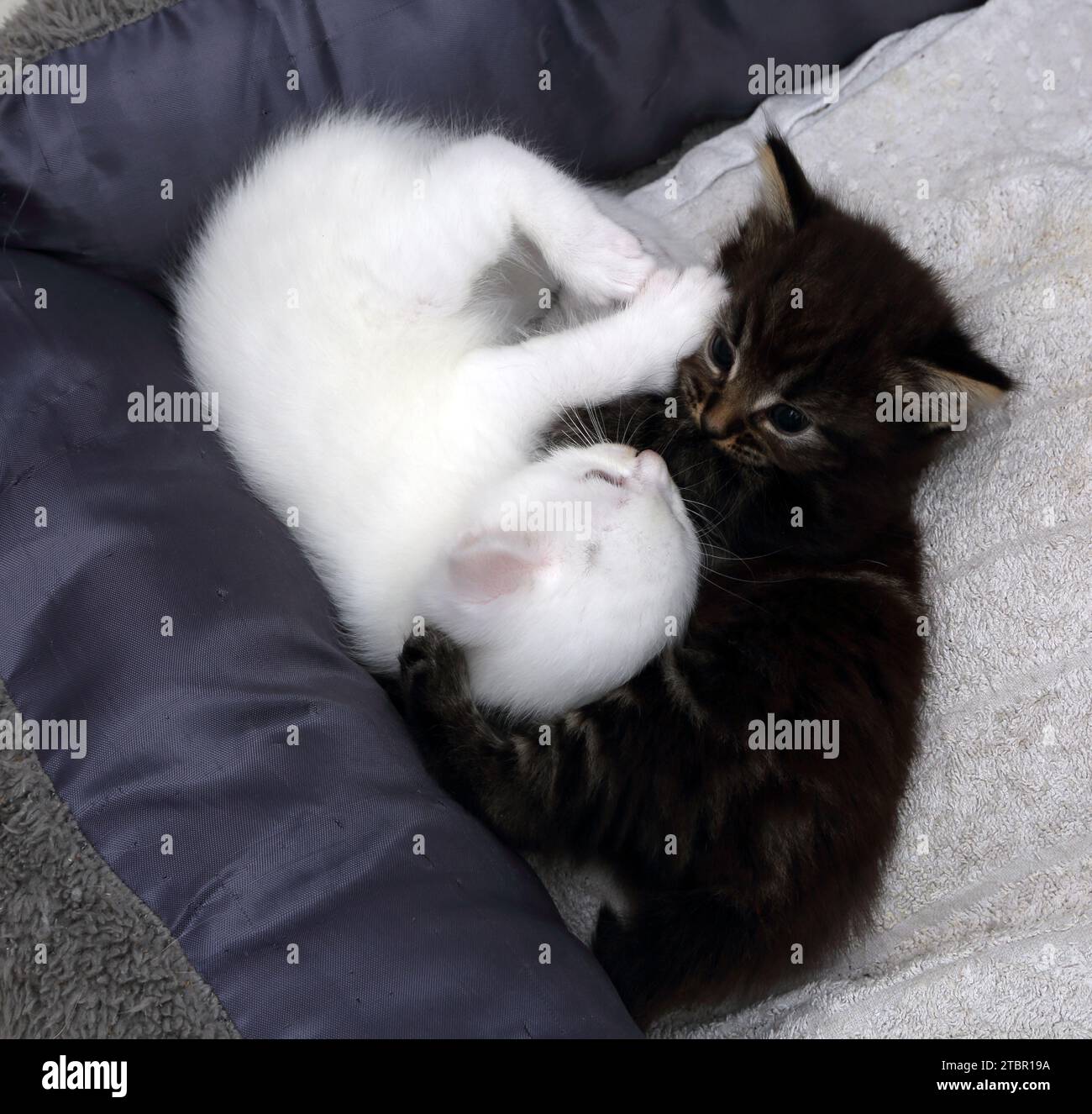 Deux un mois Old Turkish Angora Cross Kittens un blanc un Tabby reposant dans le lit de chat se gardant au chaud Surrey Angleterre Banque D'Images