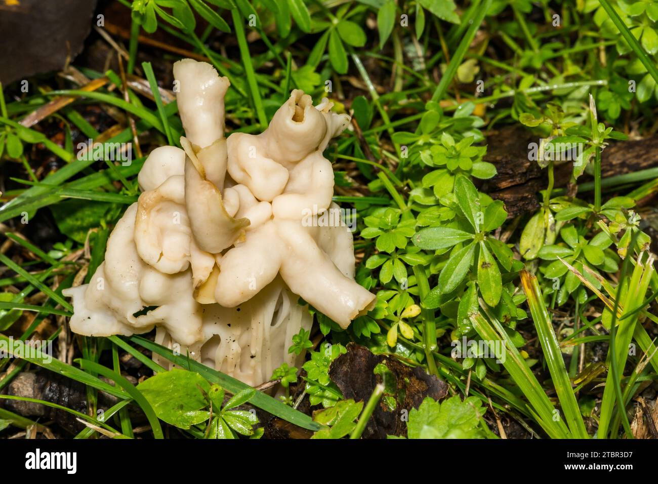 White Saddle - Helvella crispa Banque D'Images