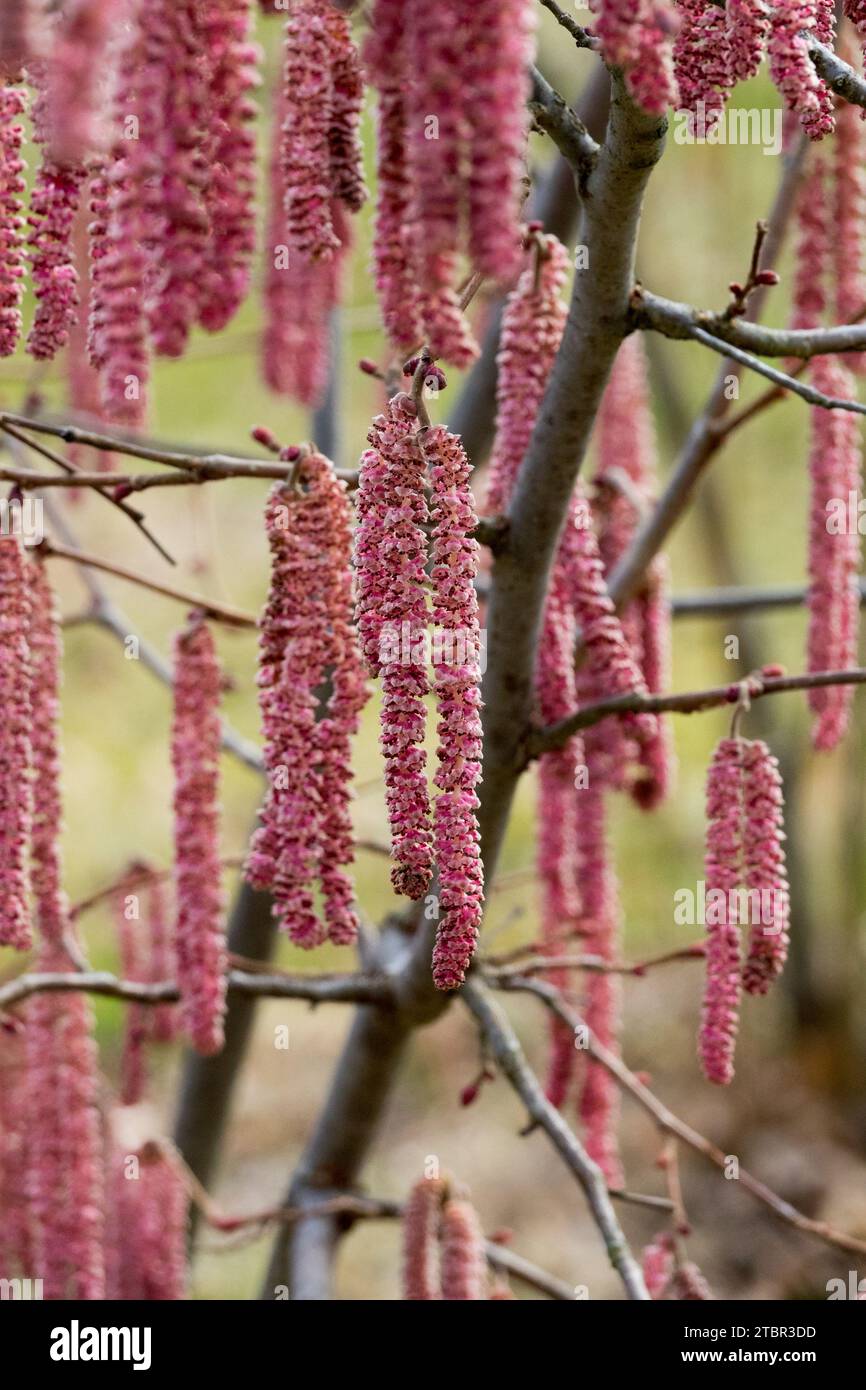 Hiver, Aments, février, catkins, plante, Corylus, floraison, arbuste, Rouge Filbert Corylus maxima 'Rote Zeller' Banque D'Images