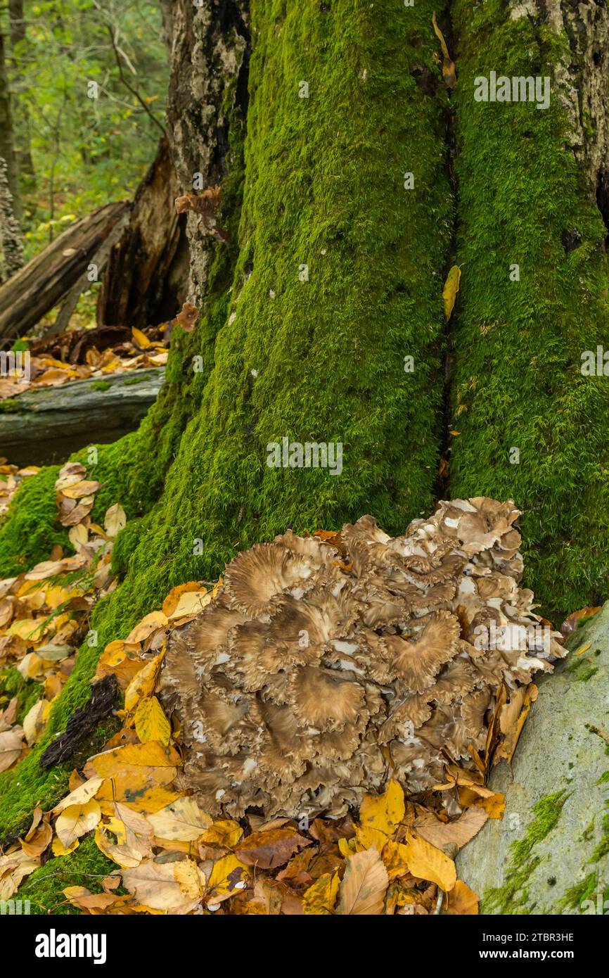 Poule des bois - Grifola frondosa Banque D'Images
