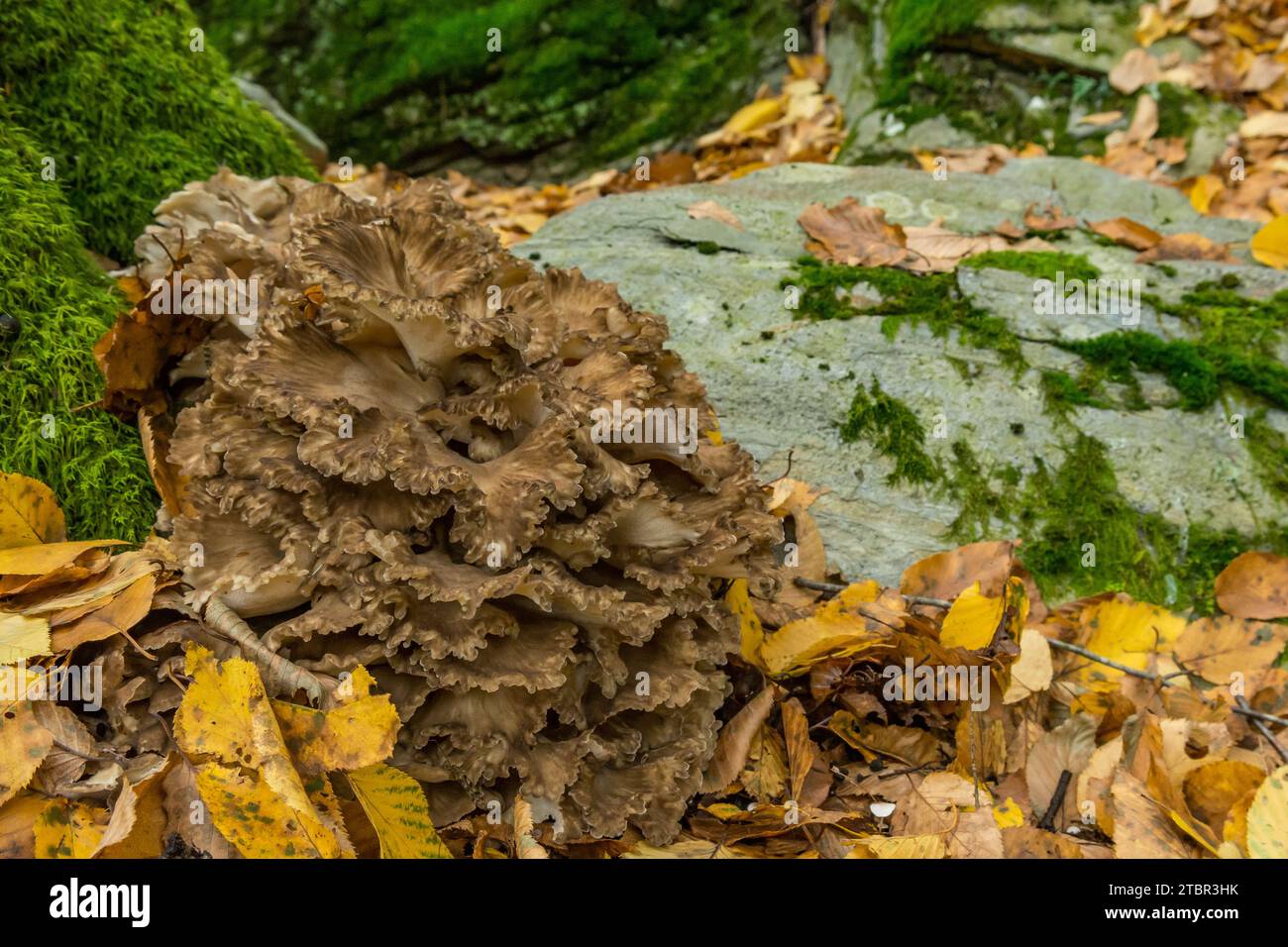 Poule des bois - Grifola frondosa Banque D'Images