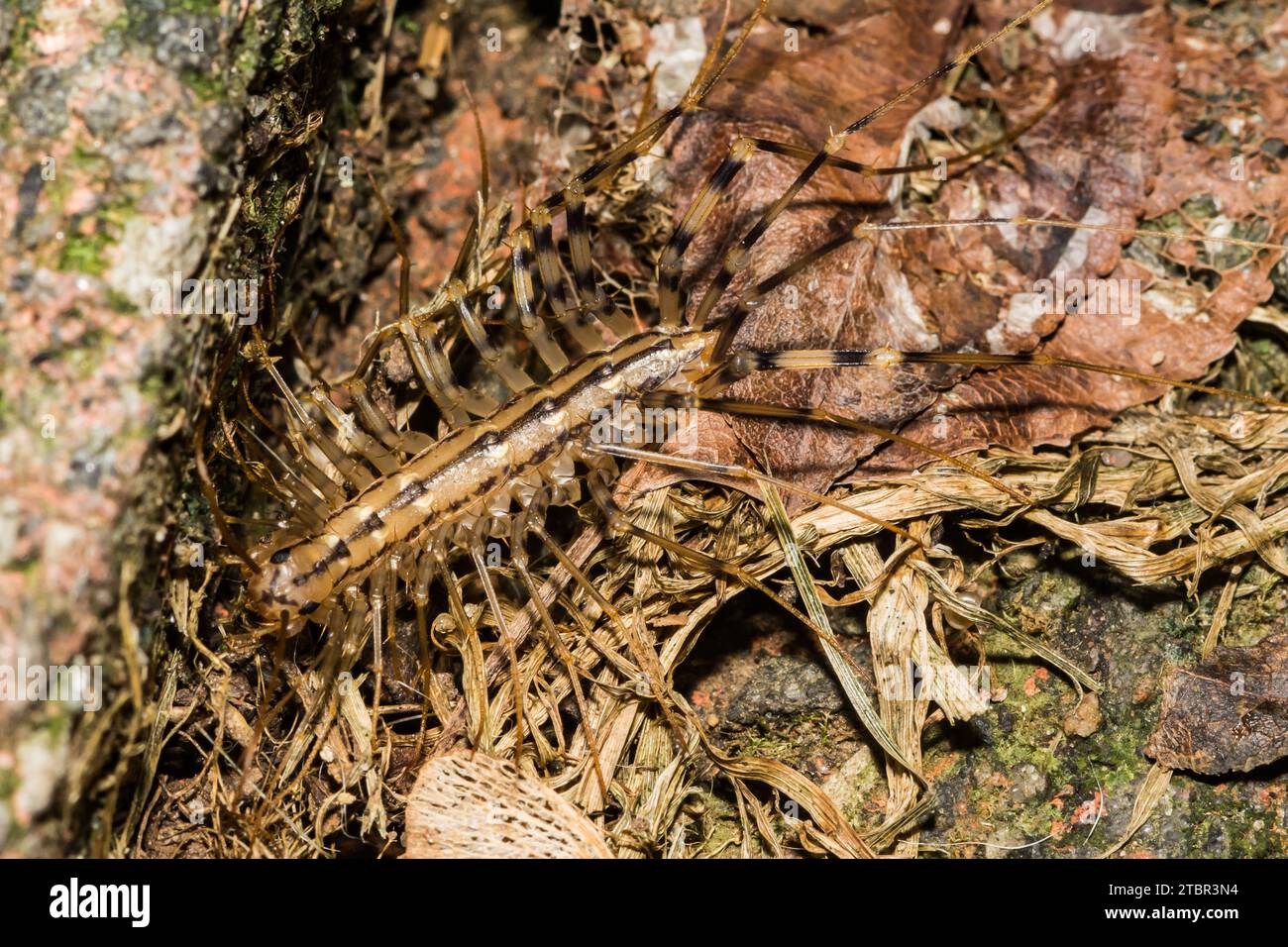 Maison Centipede - Scutigera coleoptrata Banque D'Images