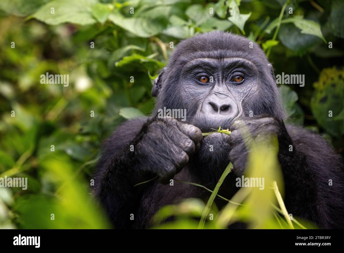 Gorille de montagne adulte, gorilla beringei beringei, broutant les arbustes luxuriants de la forêt impénétrable de Bwindi, un site classé au patrimoine mondial. Partie du Muyam Banque D'Images