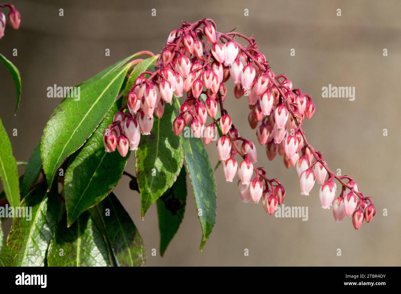 Fin février arbuste en fleurs, plante à fleurs hivernale andromède japonaise, Lys of the Valley arbuste, japonais Pieris japonica 'Dorothy Wyckoff' rose Banque D'Images