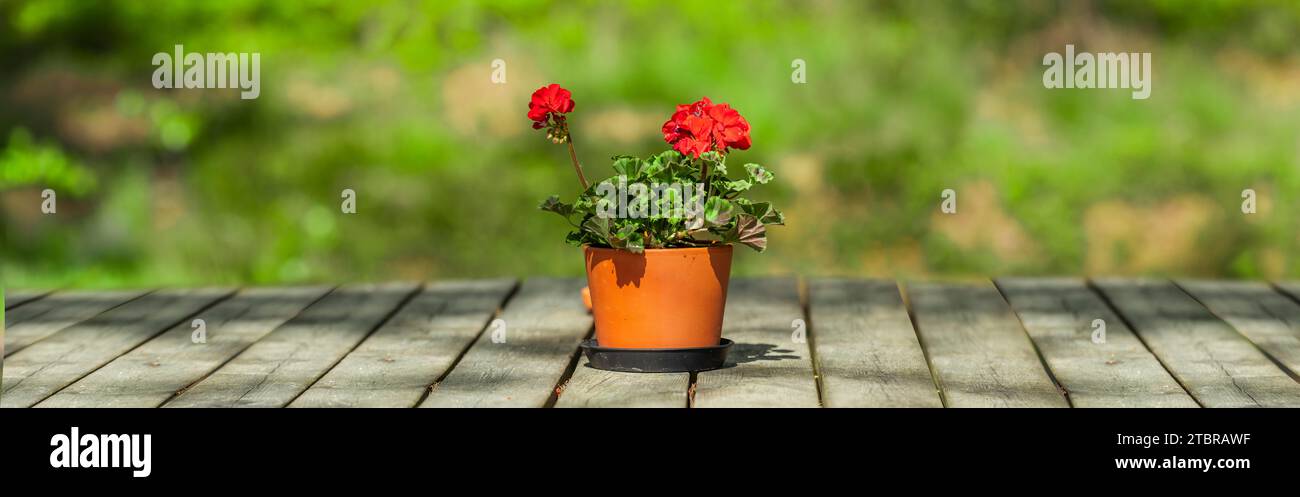 Géraniums un pot de fleurs sur une table en bois sur fond flou Banque D'Images