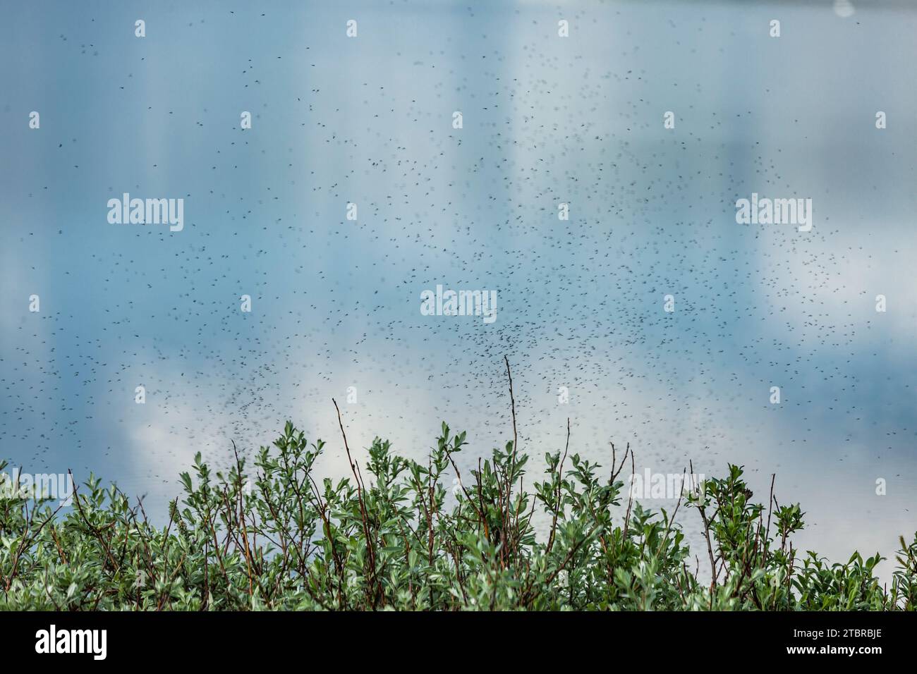 Moustiques volants devant un plan d'eau Banque D'Images