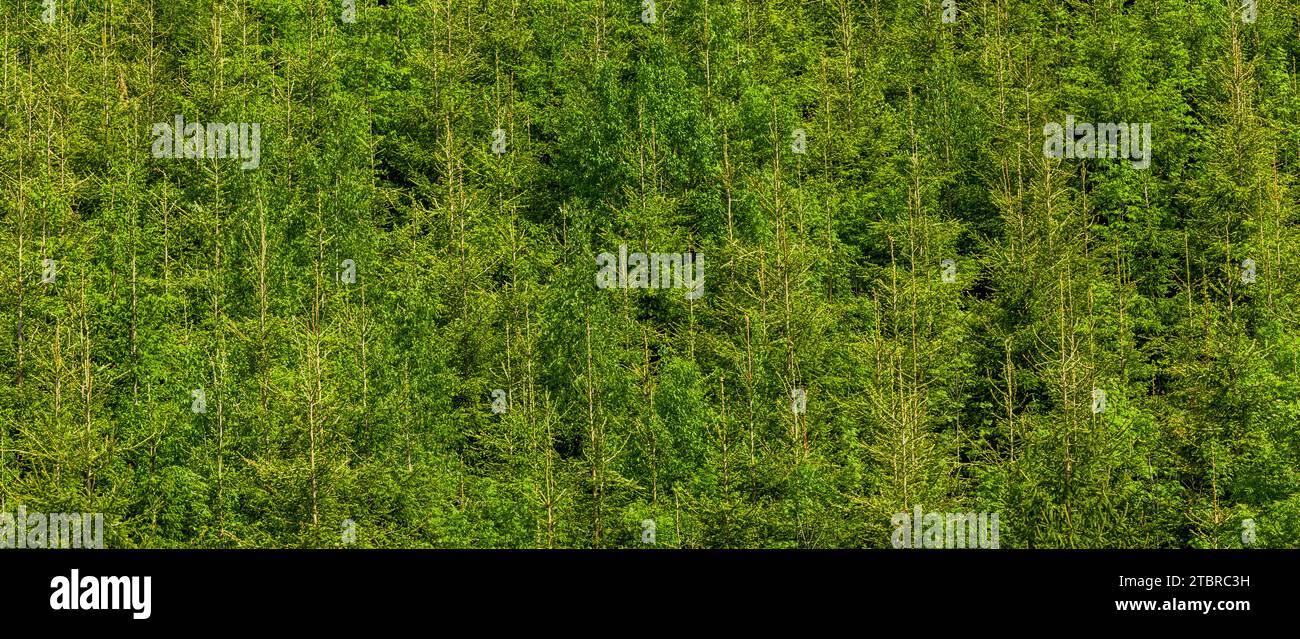 Jeune forêt verte de sapins et d'arbres à feuilles caduques Banque D'Images