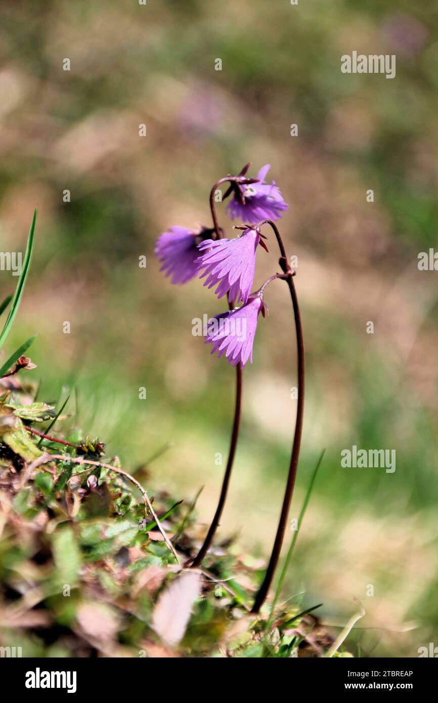 bellflower alpine, soldanelle alpine, fleur de pompon alpine, Soldanella alpina, genre végétal de la famille des primevres (Primulaceae). Banque D'Images