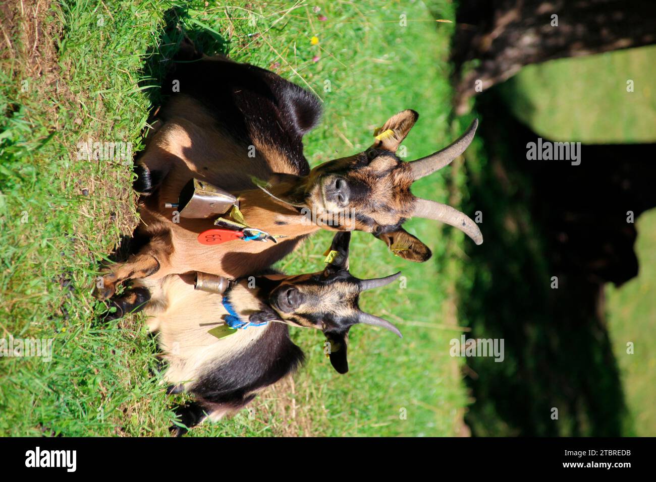 Chèvres sur prairie de montagne, troupeau de chèvres, chèvre de montagne Passeier, lisière de forêt, Allemagne, Bavière, haute-Bavière, Mittenwald Banque D'Images