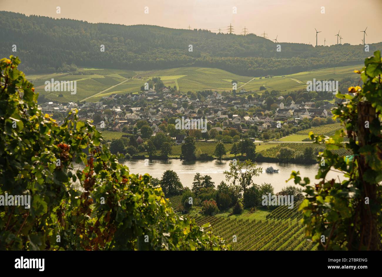 Vue sur la Moselle jusqu'au petit village viticole de Riol en fin d'après-midi d'été. Banque D'Images